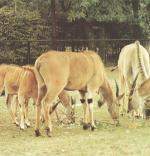 [Zdjcie: Antylopa Eland]