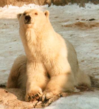 [Zdjęcie: Niedźwiedź polarny]