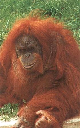 [Zdjcie: Orangutan]