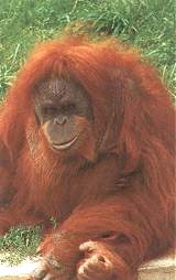 [Zdjcie: Orangutan]